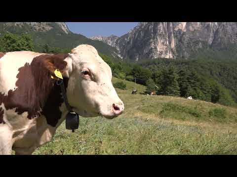 Anteprima del video: Il pascolo e la malga